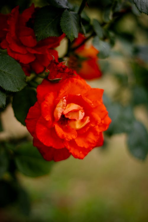 Kostenloses Stock Foto zu botanischer garten, gartenrosen, rote rosen