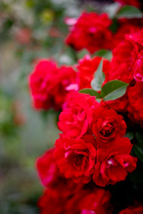 Kostenloses Stock Foto zu botanischer garten, gartenrosen, rote rosen