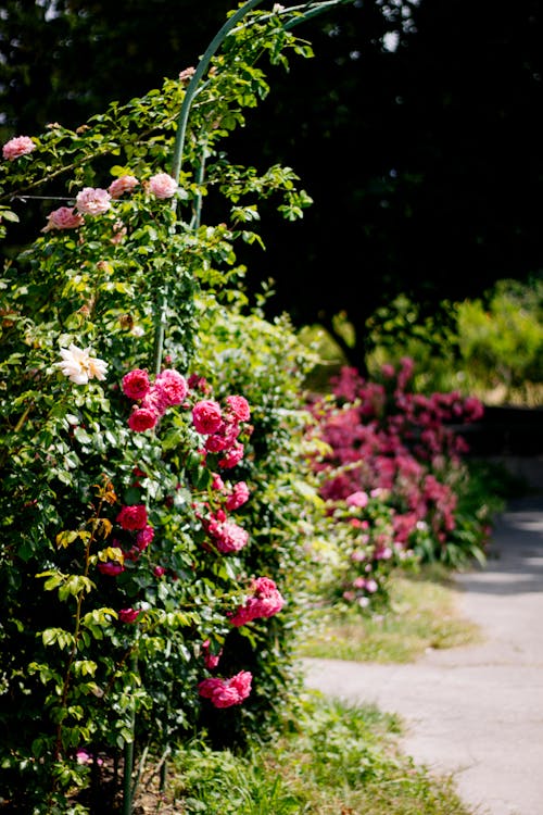 Kostenloses Stock Foto zu botanischer garten, rosa rosen, rose