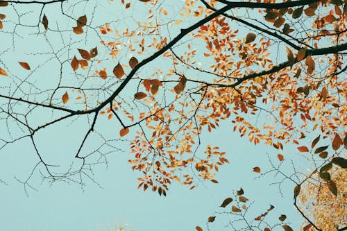 가을, 골드, 나무의 무료 스톡 사진