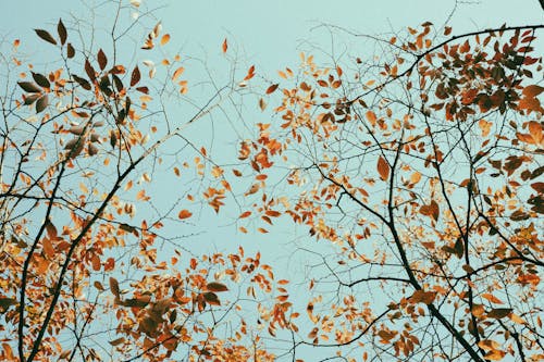 Trees in Autumn Foliage with Blue Sky as the Background 