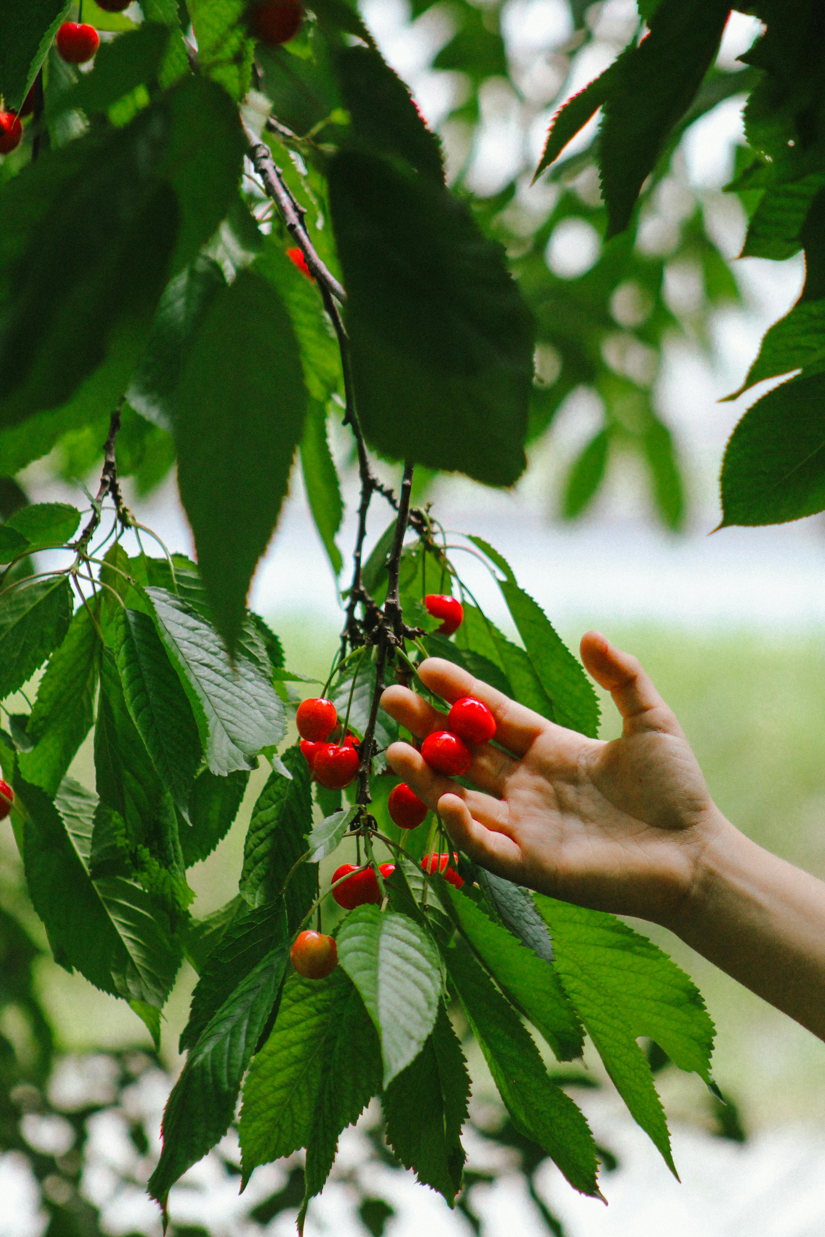 A close-up of a hand reaching to pick ripe cherries from a leafy branch, outdoors.