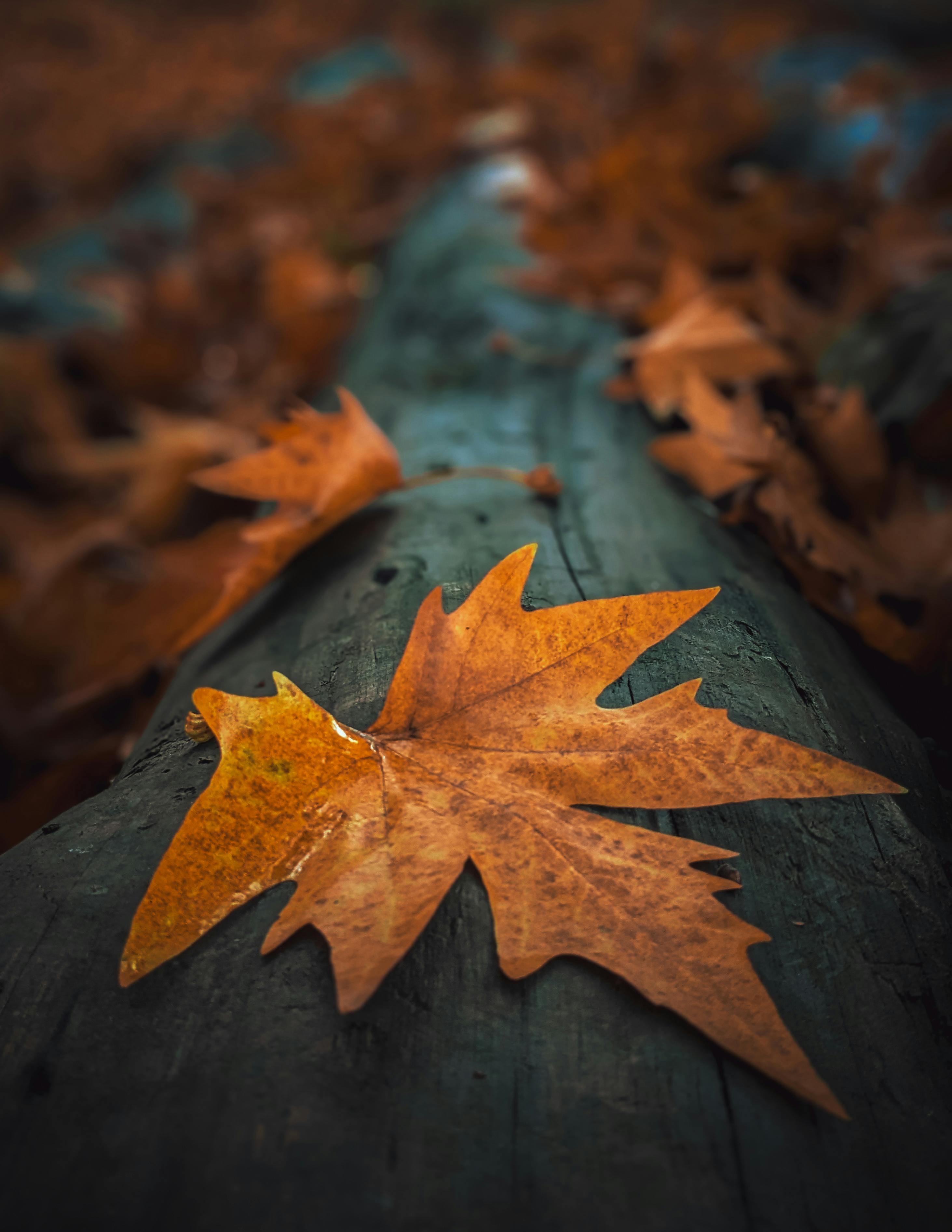 Golden Leaves on a Tree · Free Stock Photo