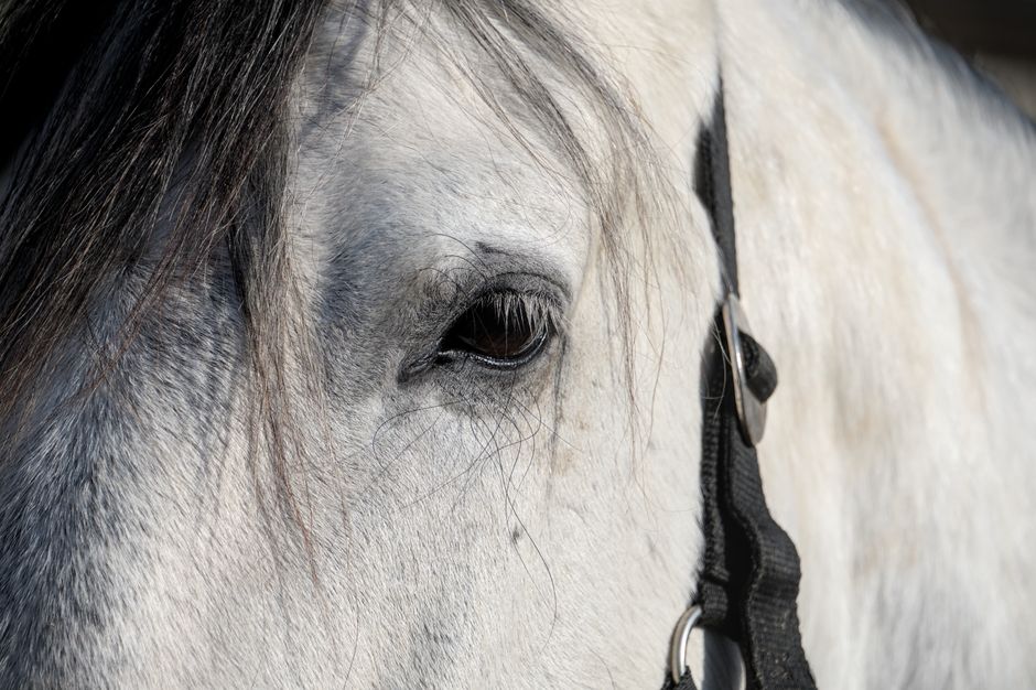 Detailed close-up of a white horse's eye with bridle, capturing texture and emotion.