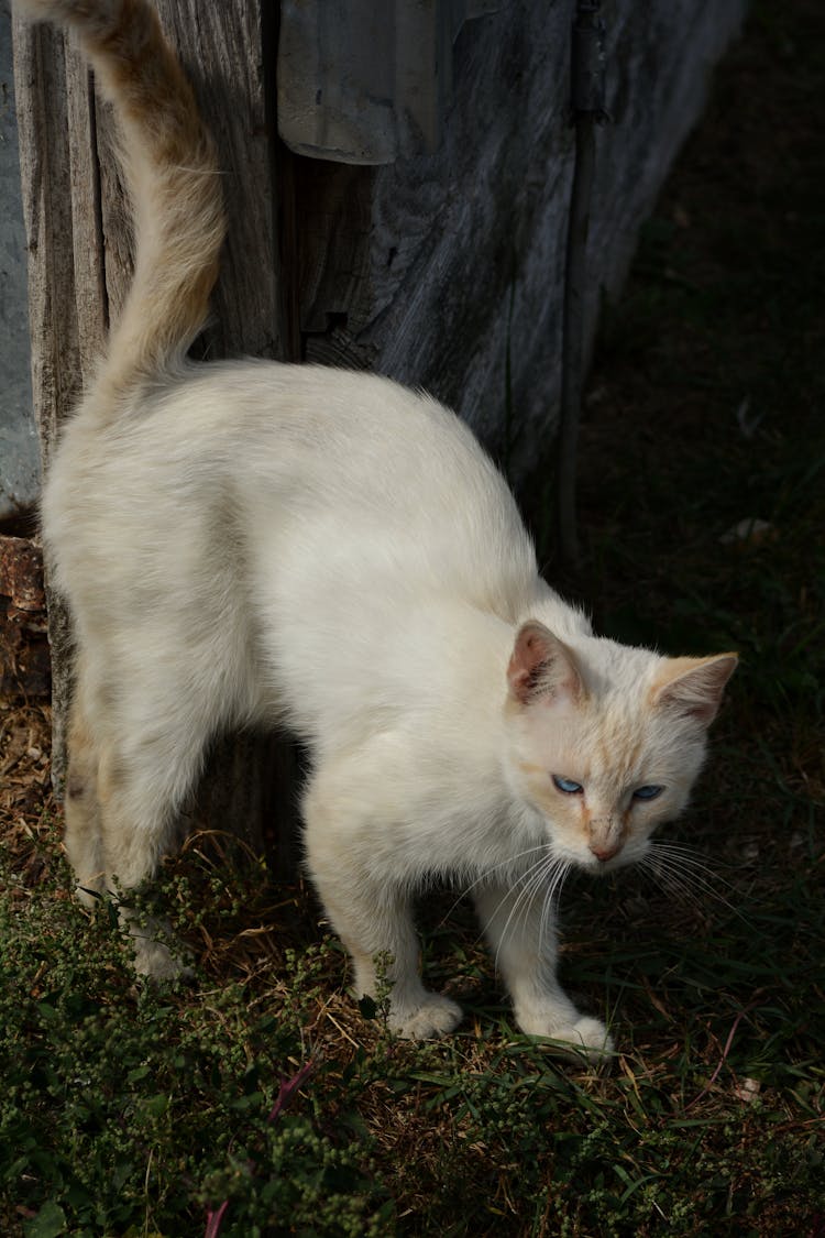 White Cat On A Farm