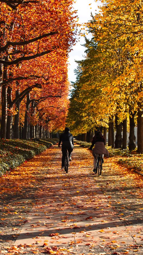 Free Two cyclists ride through a park lined with vibrant autumn trees, showcasing fall's beauty. Stock Photo