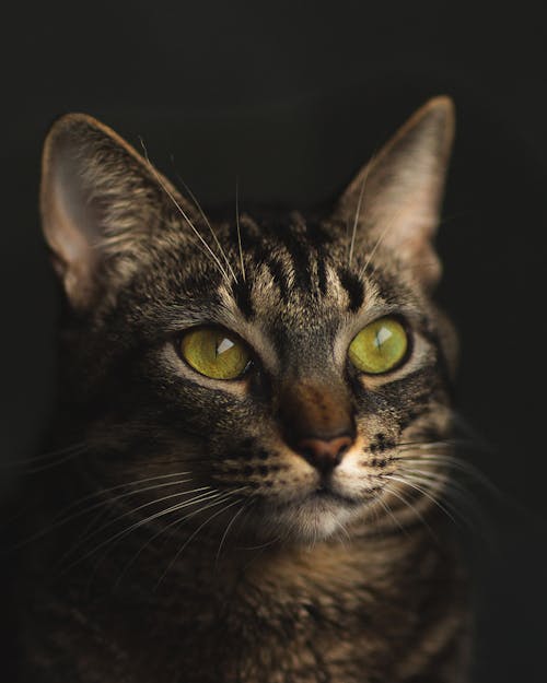 Potrait Photo of Shorthaired Cat