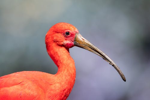 Fotobanka s bezplatnými fotkami na tému biela, červená, divočina