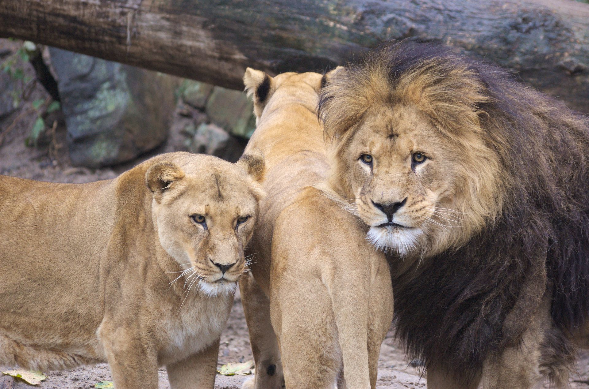A lion and lionesses in a serene outdoor setting, showcasing wildlife beauty.