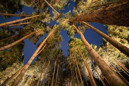 A breathtaking view of tall coniferous trees reaching into a starry night sky in Tbilisi, Georgia.