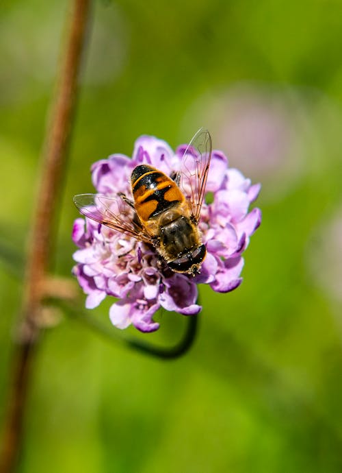 Bee on a Purple Flower