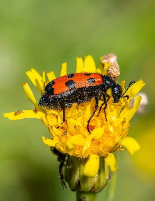 Бесплатное стоковое фото с beetle, вертикальный выстрел, завод