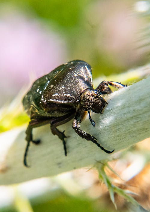 Δωρεάν στοκ φωτογραφιών με beetle, βλαστός, γκρο πλαν