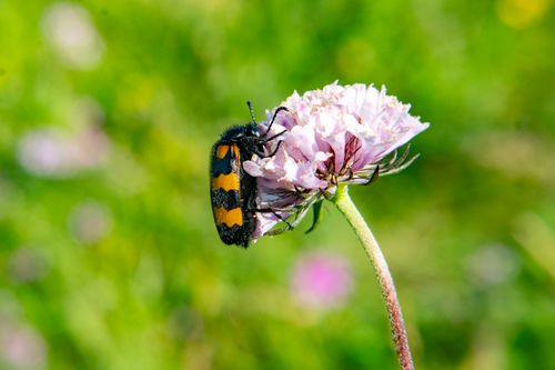 Free Close-up of a vibrant hycleus beetle perched on a delicate pink flower against a blurred green background. Stock Photo