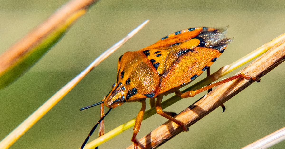 Stem Insectos Close-up of an Insect on a Stem · Free Stock Photo