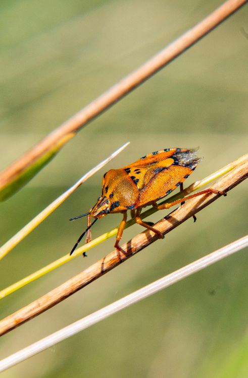Biddle Insects Close-up of an Insect on a Stem · Free Stock Photo