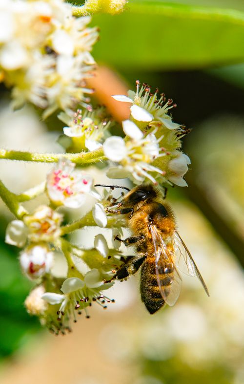 Free Macro shot of a honey bee collecting nectar from a cluster of blooming white flowers. Stock Photo