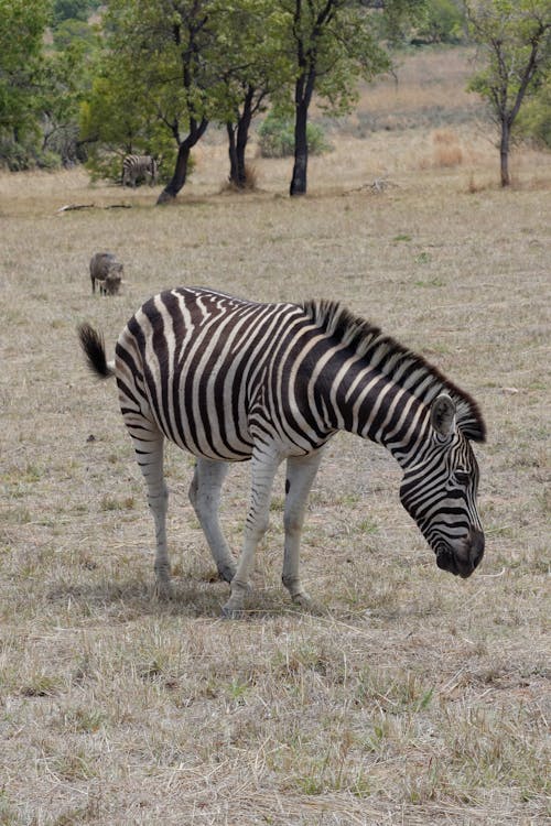 Zebra in Savannah