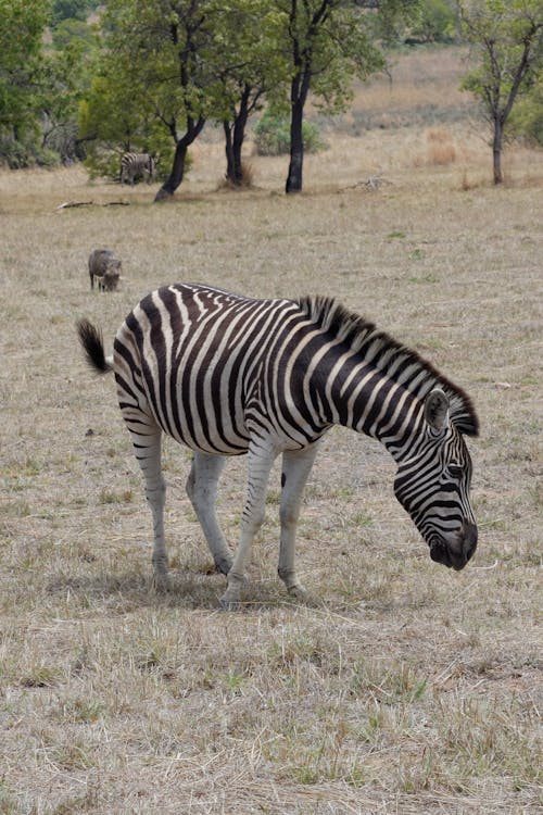 Kostnadsfri bild av djurfotografi, naturfotografering, safari