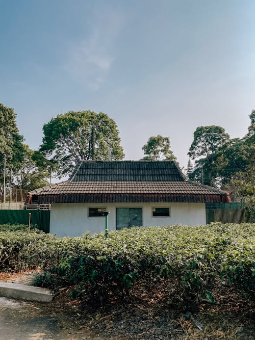 House with a Tiled Roof, and Tea Bushes in the Garden