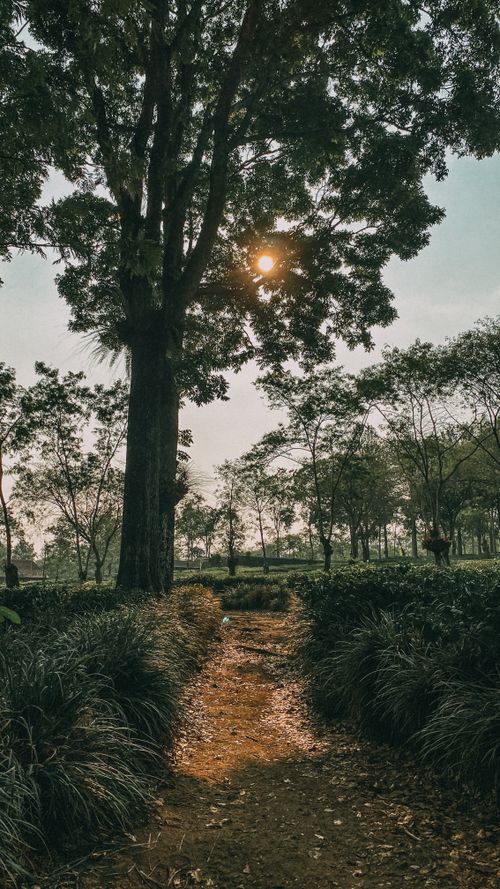 Free Tranquil forest path under morning sun in Malang, East Java, Indonesia. Stock Photo