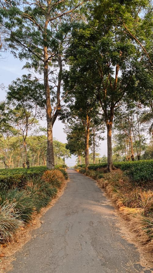 Free A serene tree-lined path through lush greenery in Malang, East Java, Indonesia, during the day. Stock Photo