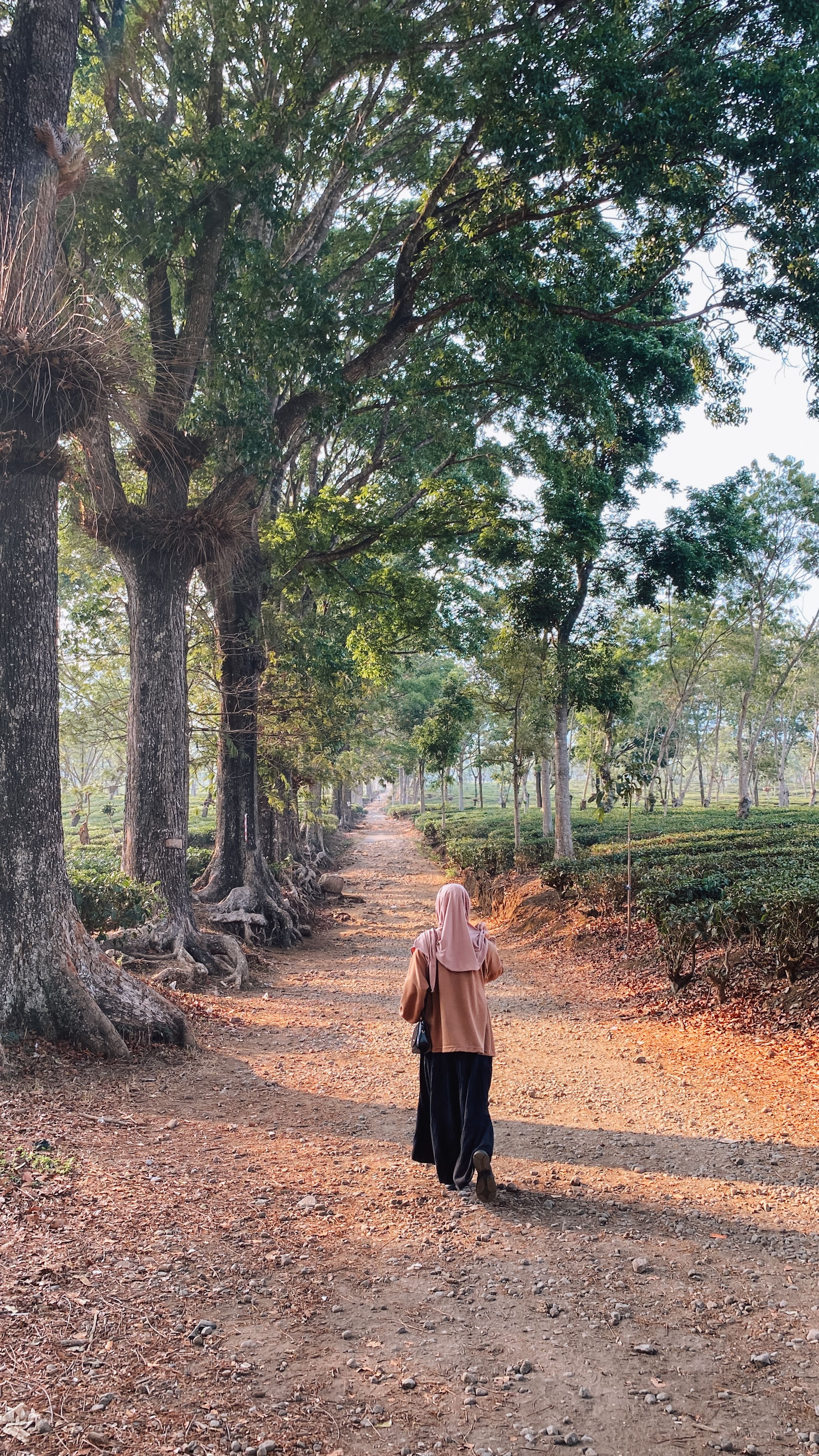 A woman in a pink hijab walks along a tree-lined path in a tea plantation in Malang, Indonesia.