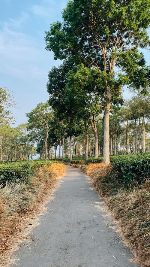 Free A tranquil pathway through a lush tea plantation in Malang, East Java, surrounded by greenery and tall trees under a clear sky. Stock Photo