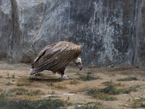 Vulture against Rock Formation