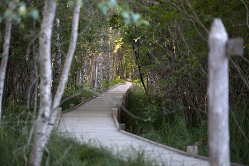 Fotos de stock gratuitas de al aire libre, arboles, bosque