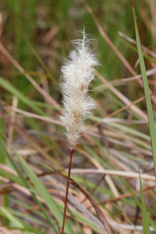 Foto d'estoc gratuïta de cap de llavors, de peluix, herba