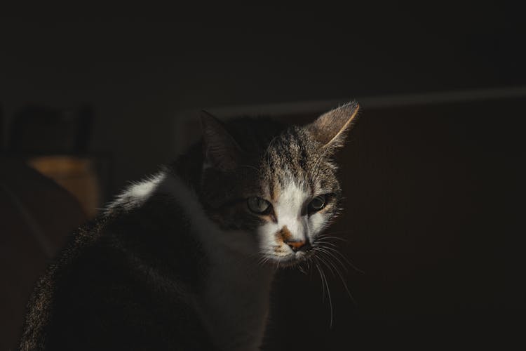 Cat In Dark Room