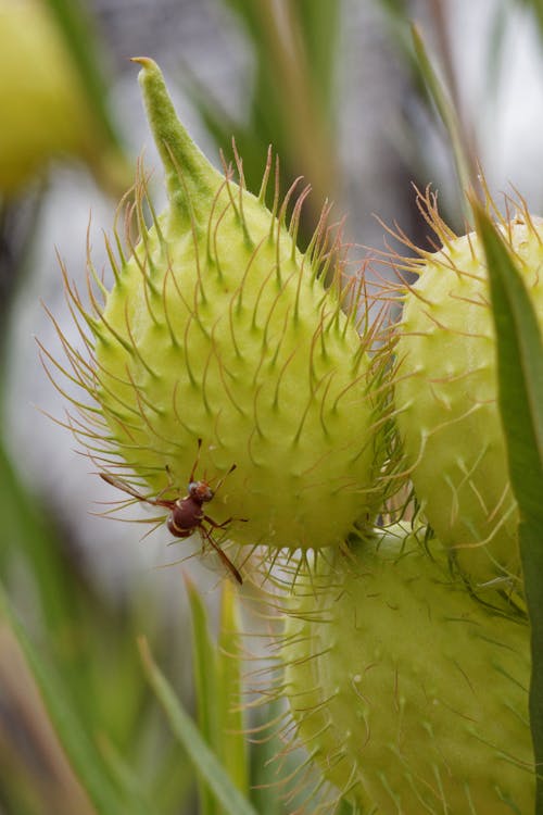 Foto d'estoc gratuïta de amb punxes, insecte, planta