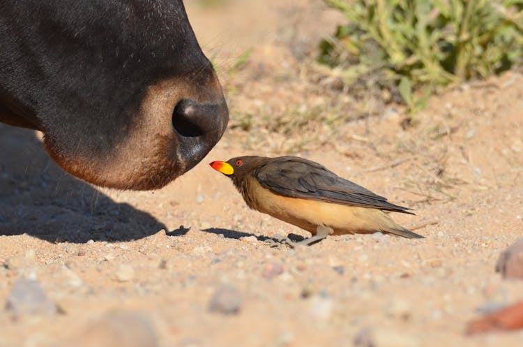 Ox With Red Billed Oxpecker