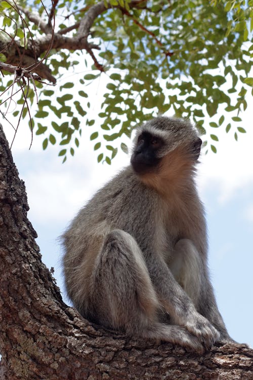 Foto profissional grátis de árvore, fotografia animal, fotografia da vida selvagem