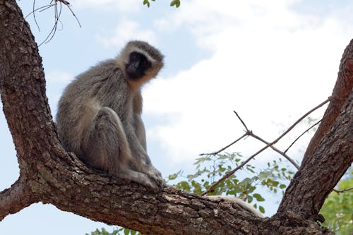 Foto profissional grátis de macaco, macaco vervet, primata