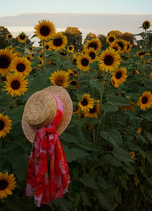 Straw Hat in Field of Sunflowers