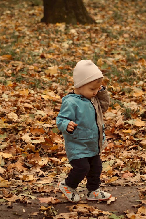가을, 걷고 있는, 공원의 무료 스톡 사진