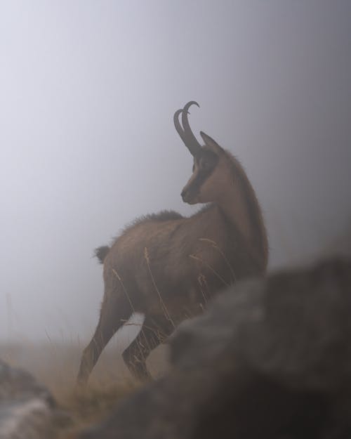 Chamois