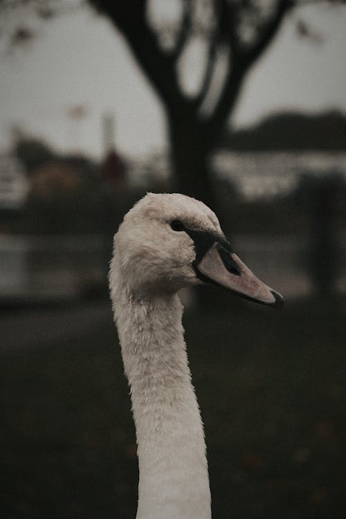 Head of Swan