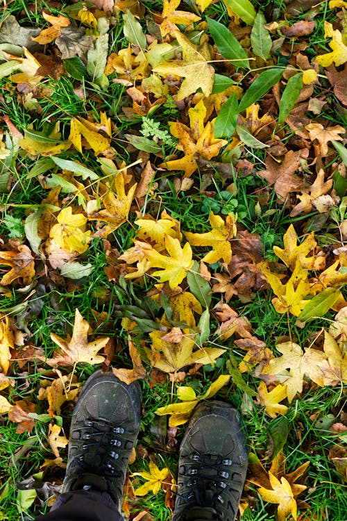 Black Shoes by Fallen Leaves on Ground