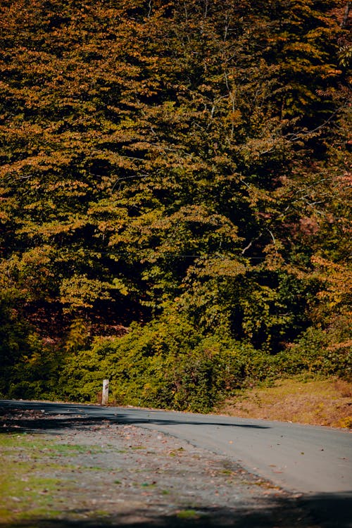 Foto profissional grátis de árvores, colina, estrada