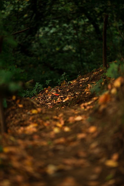 autumn içeren Ücretsiz stok fotoğraf