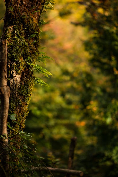 Moss on a Tree in a Forest