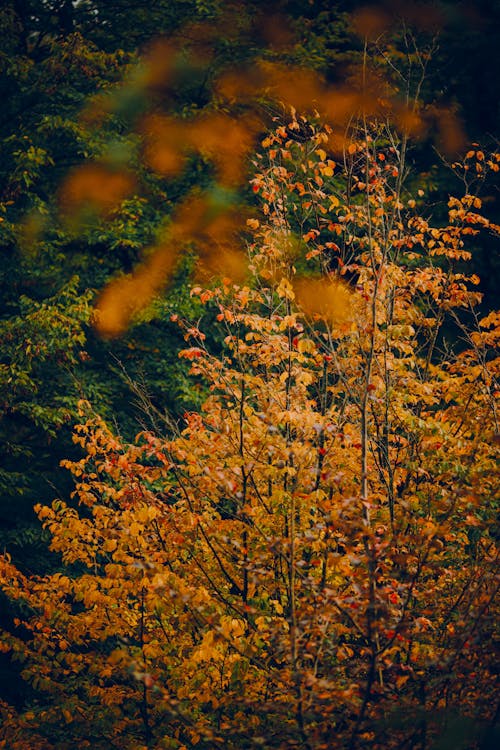 autumn içeren Ücretsiz stok fotoğraf