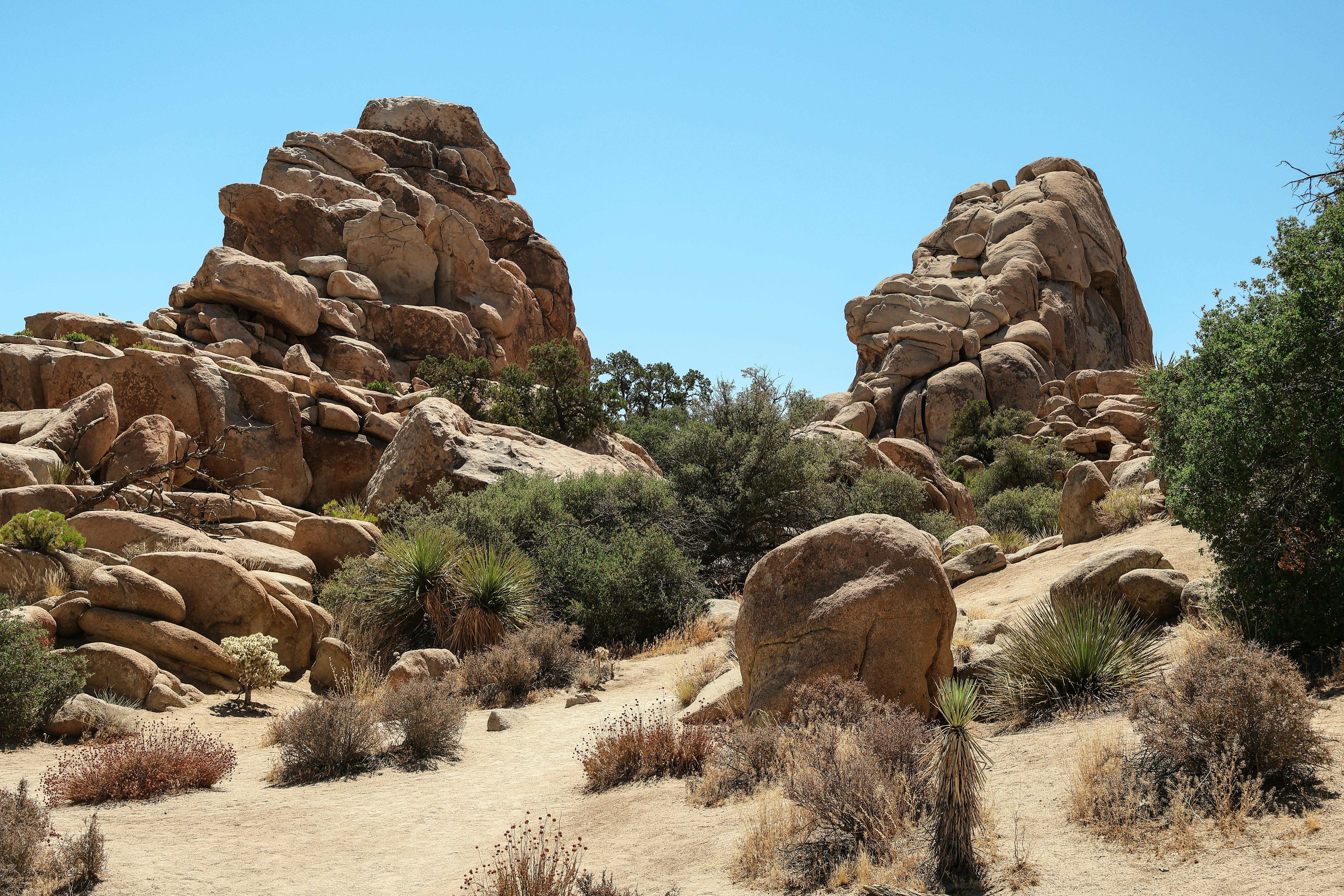 joshua tree hiking