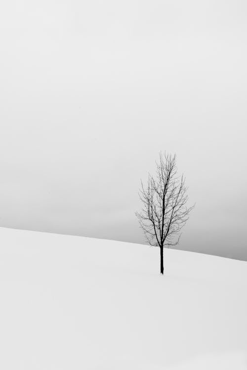 Free Bare Tree in the Middle Field Covered in Snow Stock Photo