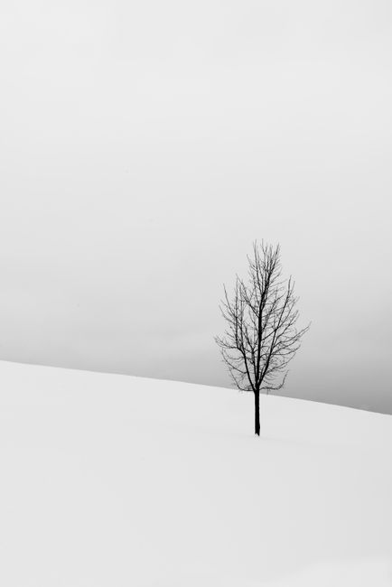 A solitary tree stands in a snowy landscape, capturing winter's serene beauty.