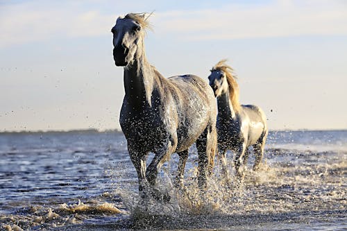 2黑駿馬在晴朗的天空下的水面上運行