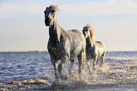 白马在水中雄伟地疾驰，捕捉自由与美丽的本质